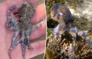 Um homem de férias nas Filipinas segurou sem saber o polvo mais mortal do mundo