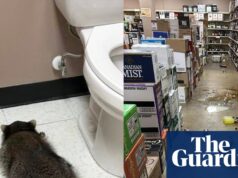 ‘Ele estava vivendo sua melhor vida’: guaxinim bêbado ataca o DMV por lanches antes da loja de bebidas | Virgínia