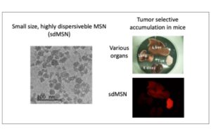 Pequenas partículas de sílica mostram uma promessa surpreendente em impedir o crescimento do tumor