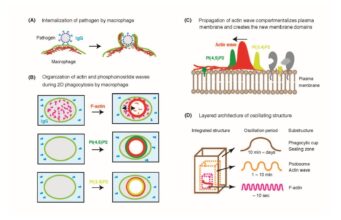Ondas ocultas dentro das células podem conter segredos para a reparação do corpo