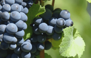 Quarta-feira do Vinho: Vinícola Maysara