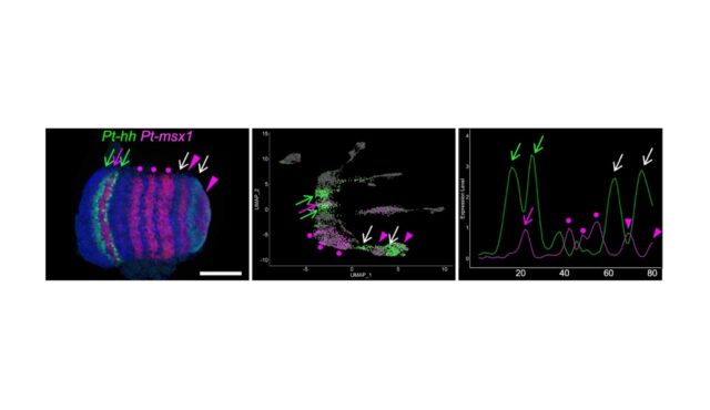 Genome-wide-quantitative-dissection-of-an-arthropod-segmented-body-plan-at-single-cell-resolution.jp_.jpeg
