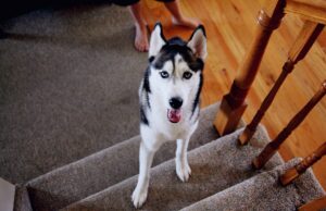 Como uma mulher pode ligar para um Husky sem mencionar o nome dele? Divirta-se na internet