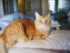 Os donos de animais de estimação levaram sua gata ‘Rosie’ ao veterinário despreparados para o que aprenderam.