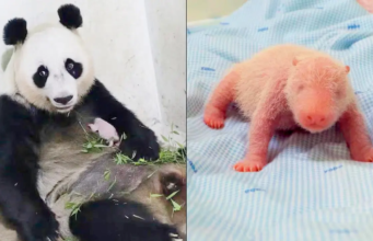 O primeiro bebê panda na Indonésia apareceu diante do público, mostrando boa saúde