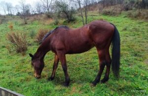 A polícia municipal mais antiga de Florença está se aposentando após uma década no cargo
