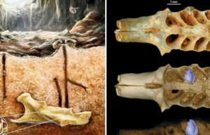 Abelhas antigas encontraram um “lar ideal” nos ossos das presas das corujas, segundo estudo
