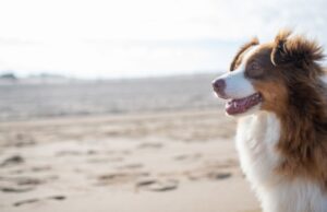 Quais são as cidades que mais aceitam animais de estimação na Itália?