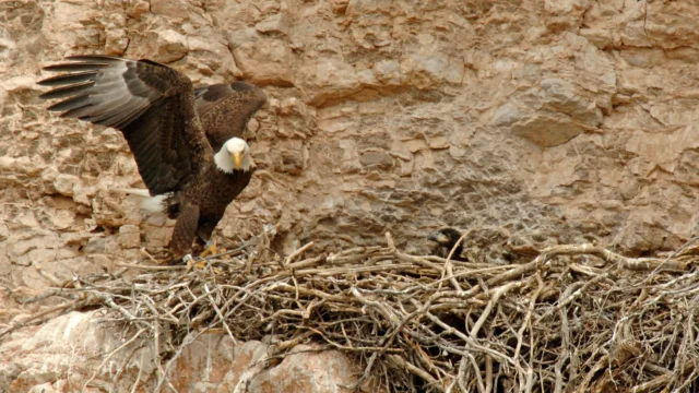 adult-bald-eagle-returning-to-nest.webp.webp
