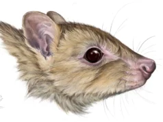 Um novo marsupial fantasma, parente do canguru, foi encontrado na Austrália