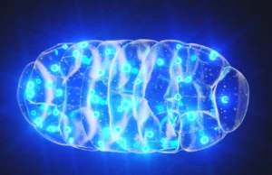 Cientistas descobriram uma maneira mais segura de fazer as células queimarem mais calorias