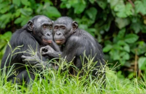 Bonobos machos usam pistas ocultas para aumentar o sucesso do acasalamento