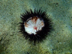 Uma pandemia no Pacífico está exterminando ouriços-do-mar em todo o mundo