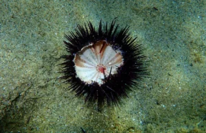 Uma pandemia no Pacífico está exterminando ouriços-do-mar em todo o mundo