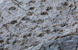 Milhares de pegadas de dinossauros no Parque Stelvio – Terra e Pólo. descoberto