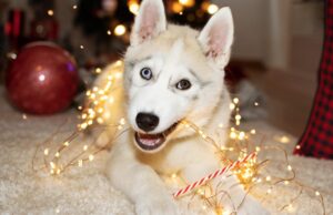 Essas canções de Natal criam seus animais de estimação. Aqui está uma lista melhor