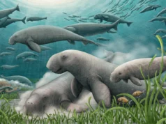 Novos fósseis no Qatar revelaram um pequeno peixe-boi escondido há 21 milhões de anos