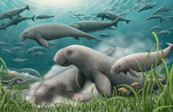 Novos fósseis no Qatar revelaram um pequeno peixe-boi escondido há 21 milhões de anos