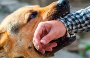 Um homem foi mordido por seu cachorro em El Zanjoun e teve que ser hospitalizado