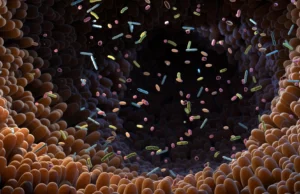 A molécula intestinal mostra notável poder anti-diabetes