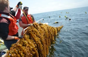 Uma nova pesquisa revelou uma maneira surpreendentemente barata de cultivar algas marinhas no mar