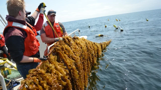 kelp-farming.webp.webp
