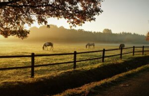 Viver com cavalos na Itália: um paraíso no campo