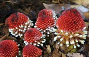 Pesquisadores descobrem como as plantas sobrevivem sem luz solar ou sexo