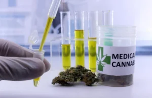Cientistas revelam os reais benefícios e riscos ocultos da cannabis medicinal