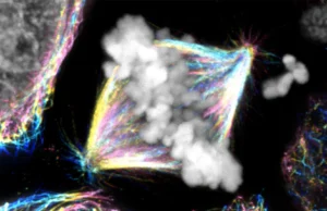 Um mecanismo oculto está mudando o que sabemos sobre a divisão celular