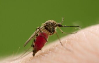 Os mosquitos também se alimentam do nosso sangue