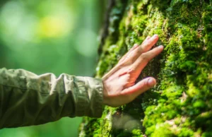 Os humanos foram feitos para a natureza, não para a vida moderna