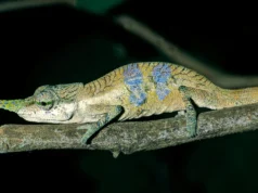 O camaleão de nariz comprido escondeu sua verdadeira identidade por 150 anos