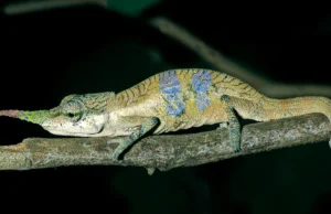 O camaleão de nariz comprido escondeu sua verdadeira identidade por 150 anos