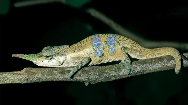 new-chameleon-species-calumma-pinocchio.webp.webp