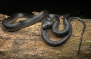 Uma misteriosa cobra negra escondida há séculos agora leva o nome de Steve Irwin