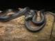 Uma misteriosa cobra negra escondida há séculos agora leva o nome de Steve Irwin