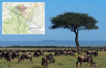 A migração de gnus no Quénia diminuiu 90% devido à cerca