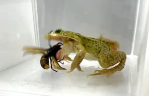 O sapo comedor de vespas exibe notável resistência ao veneno