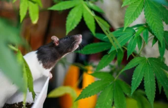 Ratos estressados continuam voltando à cannabis, e os cientistas sabem por quê