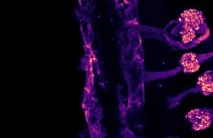 Seu corpo sente o frio de duas maneiras diferentes