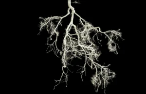 Uma pequena mutação na raiz pode fazer com que as culturas se autofertilizem