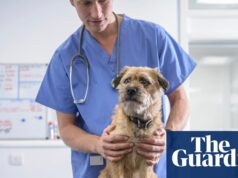 Reformas do setor veterinário do Reino Unido planejadas para enfrentar os altos custos dos cuidados com animais de estimação | Assuntos do Consumidor