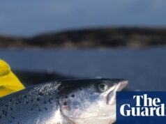 Organismo de certificação de salmão orgânico forçado a compartilhar descobertas em meio a alegações de que os consumidores foram enganados | Comida