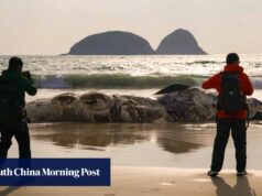 Uma investigação sobre a descoberta de uma carcaça de baleia em decomposição na praia de Sai Kung