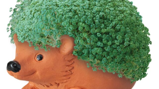 Chia-Pet-1200x675.jpg