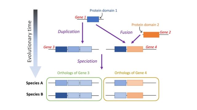 Order-of-amino-acid-recruitment-into-the-genetic-code-resolved-by-last-universal-common-ancestors-pr.jpeg