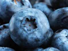 Uma nova análise mostra que os mirtilos silvestres apoiam a saúde do coração e do intestino