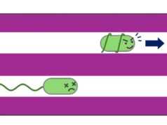 Como um micróbio abre caminho através do intestino de um inseto – é mais estranho do que você pensa?