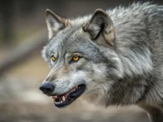 Lobos cinzentos atacam lontras marinhas e ninguém sabe como